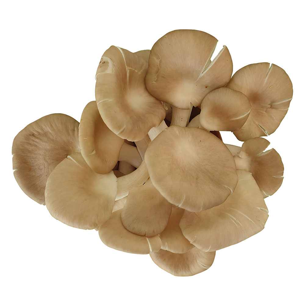 nấm bào ngư xám là một trong những trong những loại nấm ăn lẩu rất rất ngon