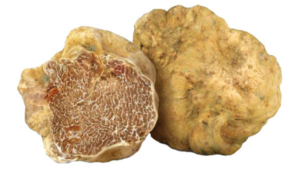 nấm truffle đắt nhất thế giới