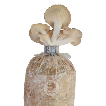 Phôi Nấm Bào Ngư Xám - Nấm Xanh