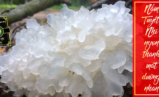 Nấm Tuyết Nhĩ (Nấm Ngân Nhĩ)