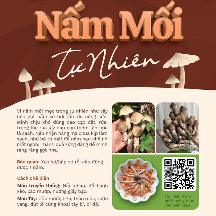 Nấm Mối tươi búp tự nhiên