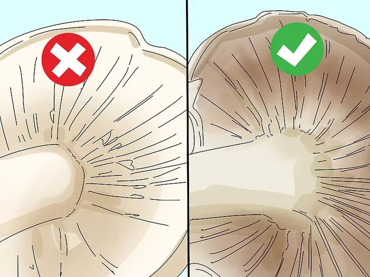 Cách nhận biết nấm ăn được trong tự nhiên