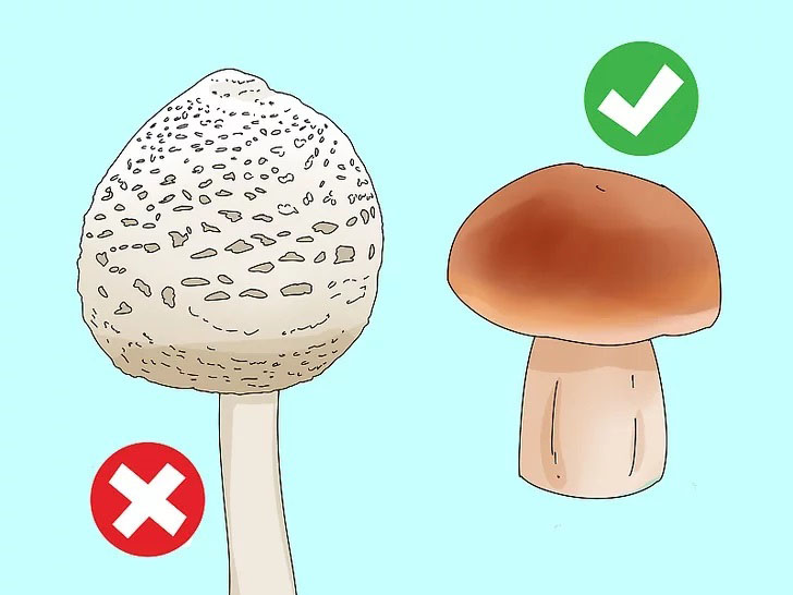 Cách nhận biết nấm ăn được trong tự nhiên