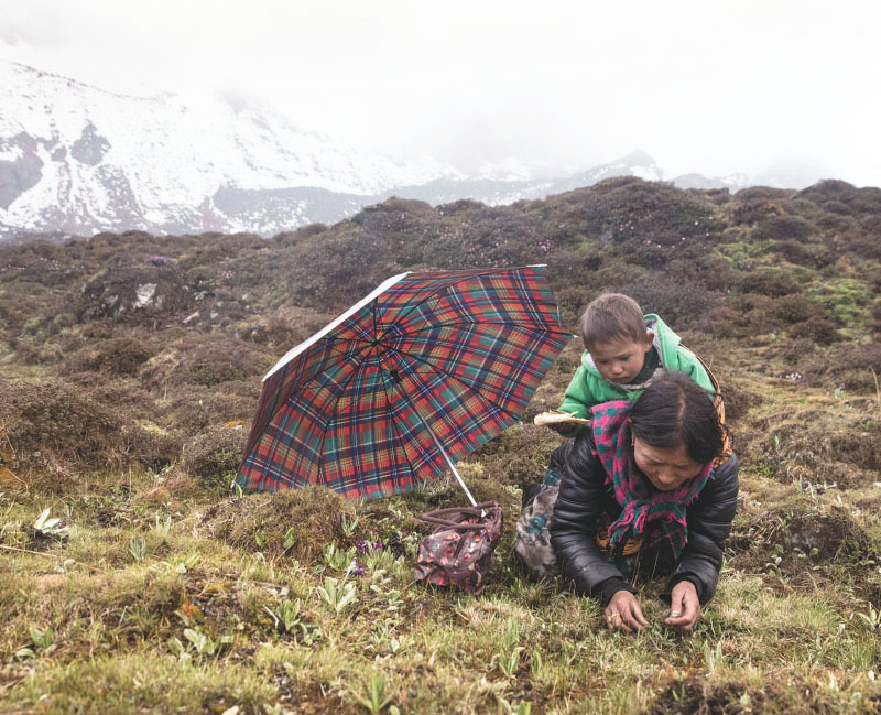 Người Tây Tạng đào Đông Trùng Hạ Thảo trên cao nguyên 4000m
