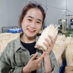 Nấm Kim Châm Siêu Lẩu Tươi - Nông Trại Nấm Xanh