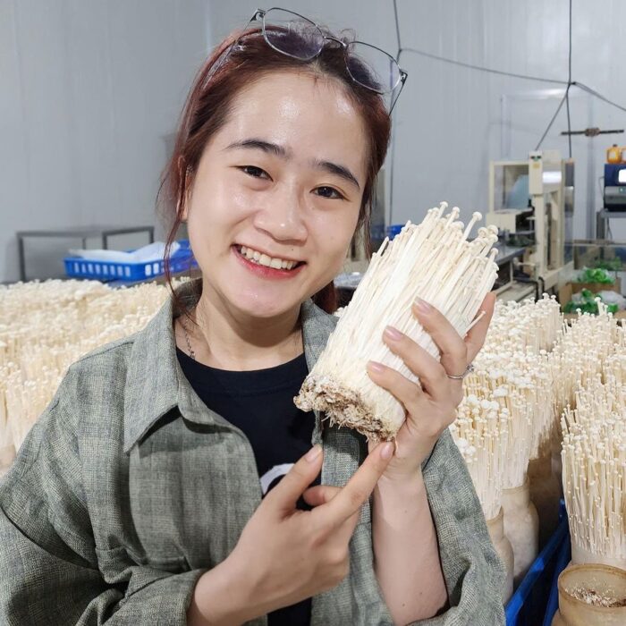 Nấm Kim Châm Siêu Lẩu Tươi - Nông Trại Nấm Xanh